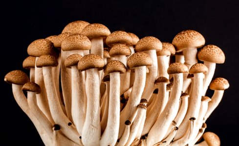 Brown Mushroom photo