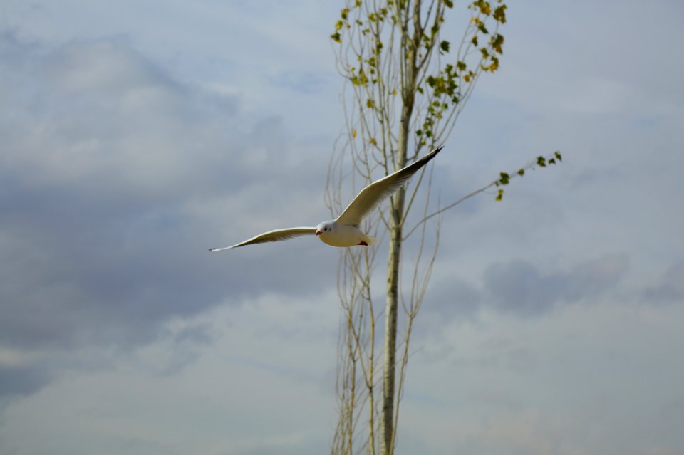 Seagull Flying By Tree