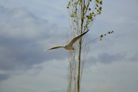 Seagull Flying By Tree