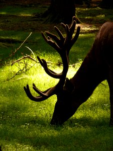 Deer Eating Grass During Daytime photo