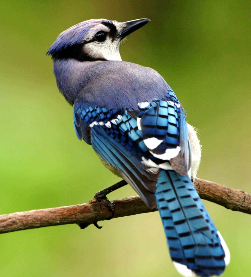 Close Photography On Blue White And Grey Feathered Bird