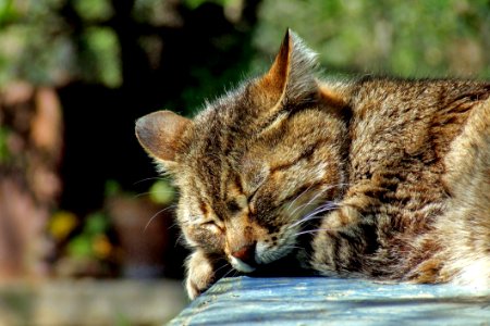 Cat Sleeping In Sun photo