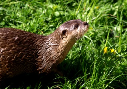 Otter On Grass