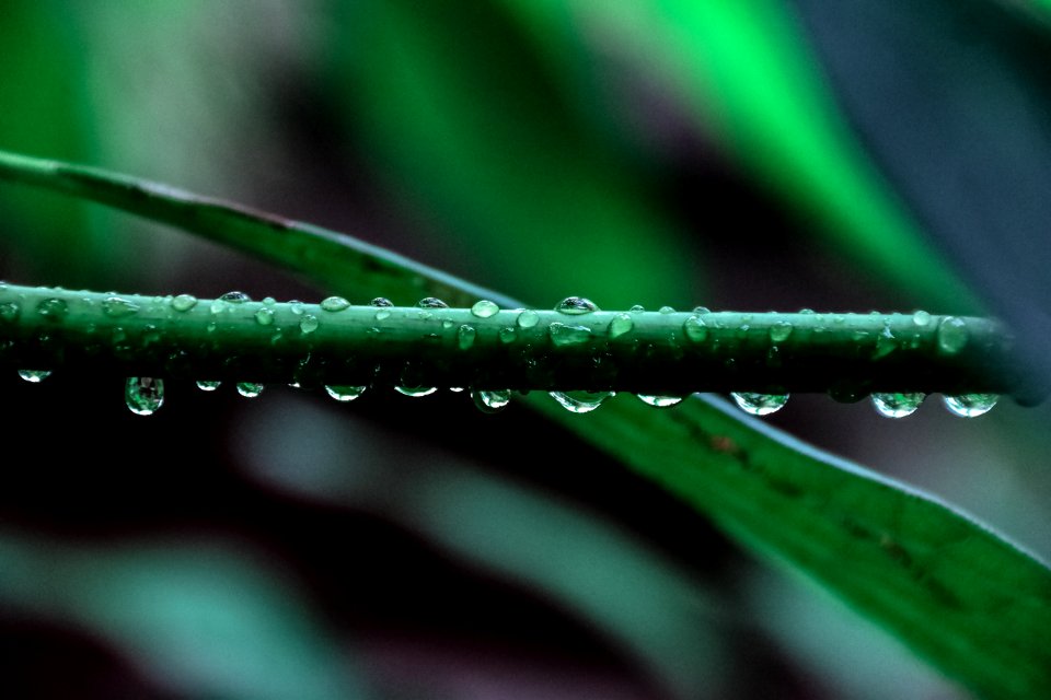 Macro Photography Of Green Leaf Plant