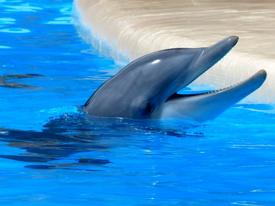 Dolphin Facing Upward