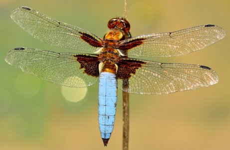 White And Brown Dragonfly On Stick