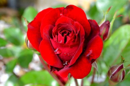 Red Rose