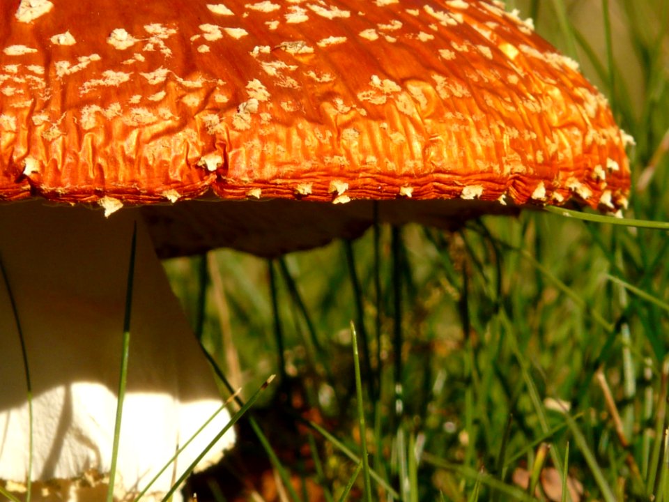 Orange And White Mushroom On Grass