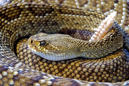 Diamond Back Rattle Snake photo