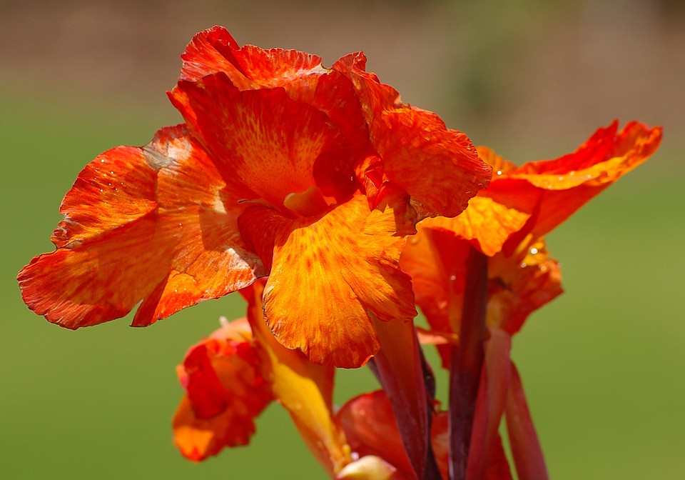 Orange garden bright