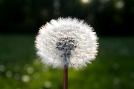 White Dandelion Flower In Close Up Photograph photo