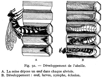 Abeille-developpement