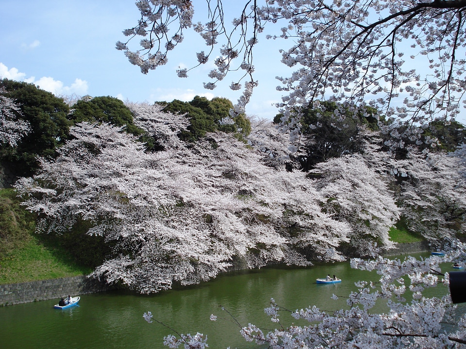 Japan sakura season