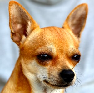 Brown Chihuahua photo