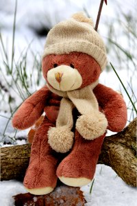 Beige And Brown Bear Plush Toy On Brown Branch During Day Time photo