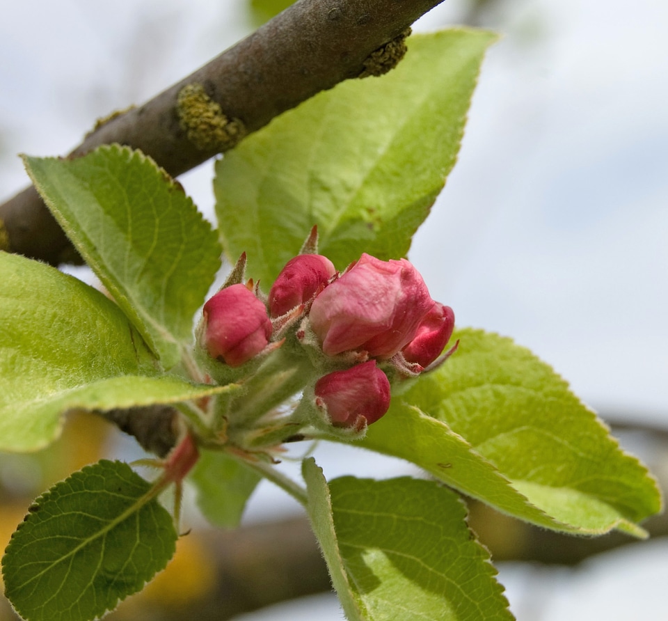 Bloom spring green