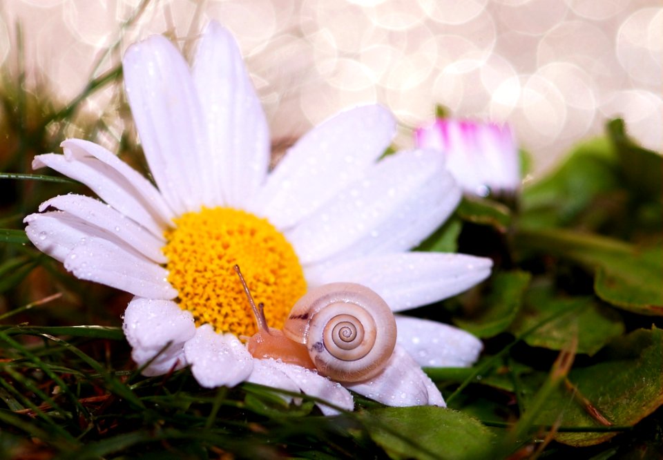 Small Snail On Daisy Flower