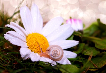 Small Snail On Daisy Flower