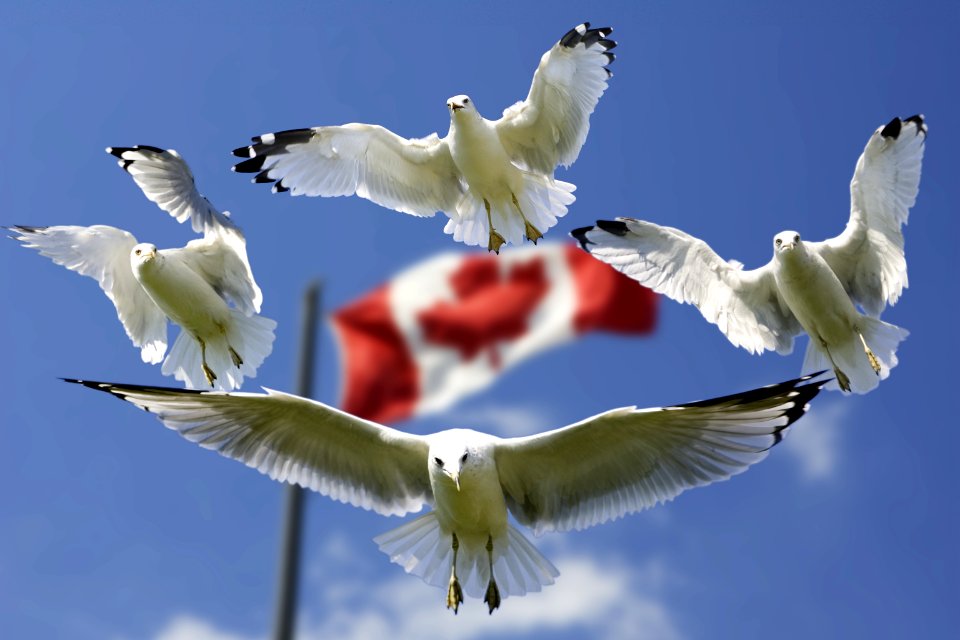 4 Birds Flying In Mid Air With Flag Of Canada Behind During Daytime