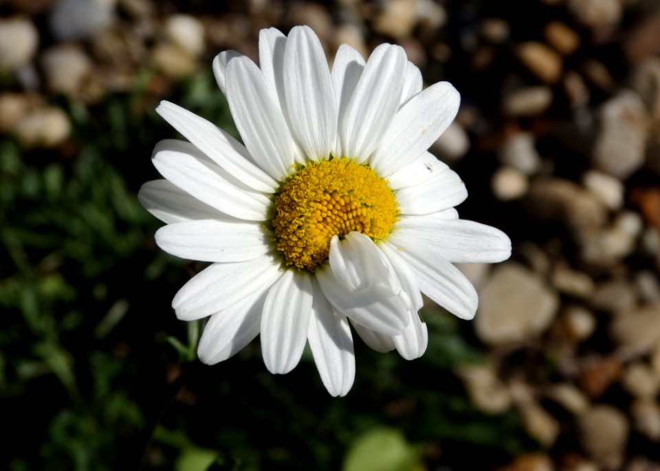 White Daisy Flower