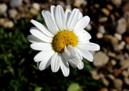 White Daisy Flower photo