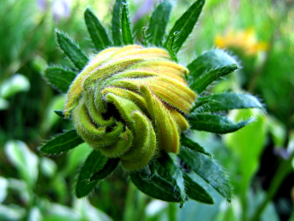 Flower Bud In Garden