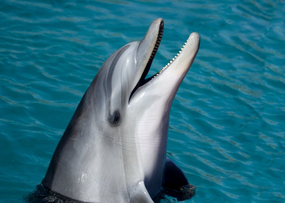 Portrait Of Dolphin In Water