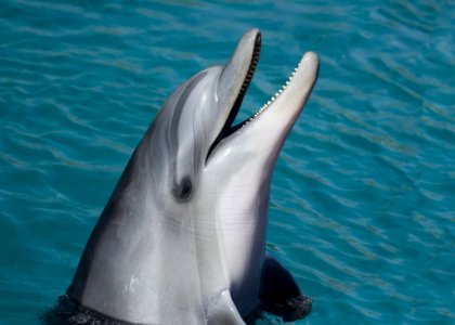 Portrait Of Dolphin In Water photo