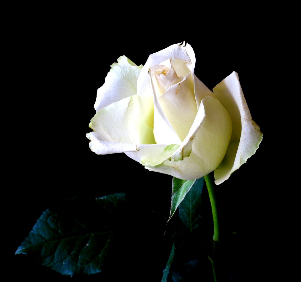 White Rose Bud