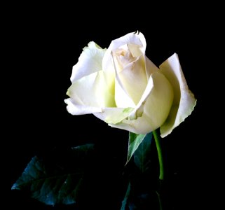 White Rose Bud