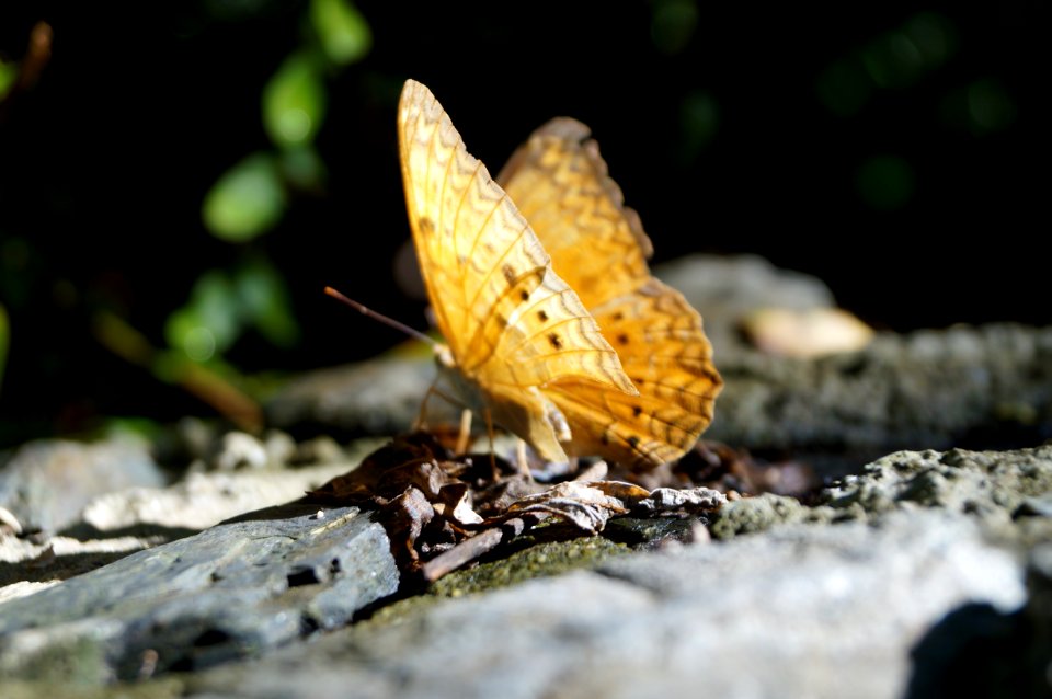 Butterfly On Rock