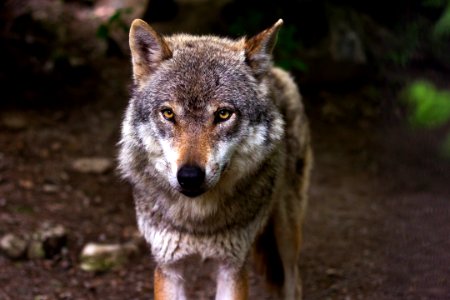 Wolf Portrait photo
