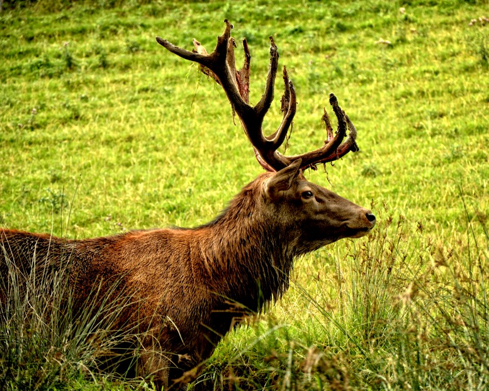 Male Deer In Sunny Field