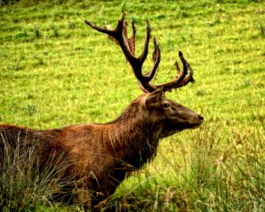 Male Deer In Sunny Field