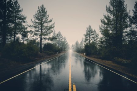 Wet Road Through Forest photo