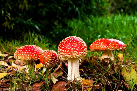 Red Mushrooms In Grasses photo