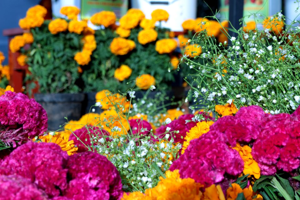 Potted Flowers In Store