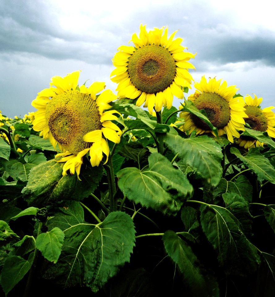 Sunflowers in Nebraska. Original image from Carol M. Highsmith’s America, Library of Congress collection.