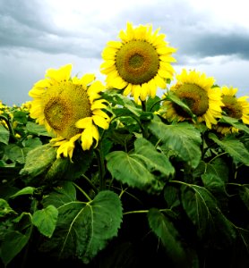 Sunflowers in Nebraska. Original image from Carol M. Highsmith’s America, Library of Congress collection. photo