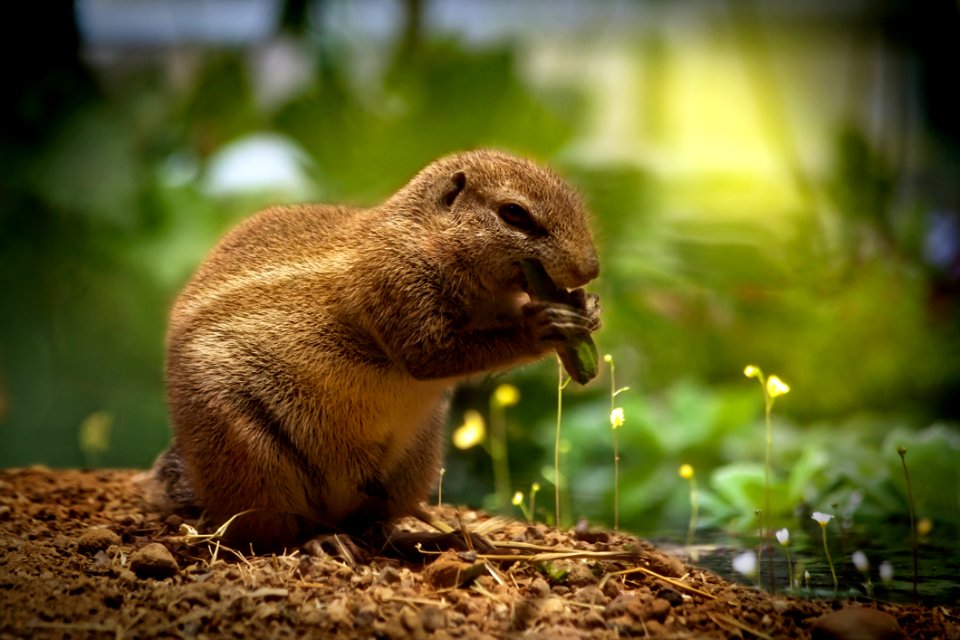 Brown Squirrel Eating Green Plant
