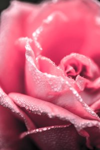 Dew On Rose