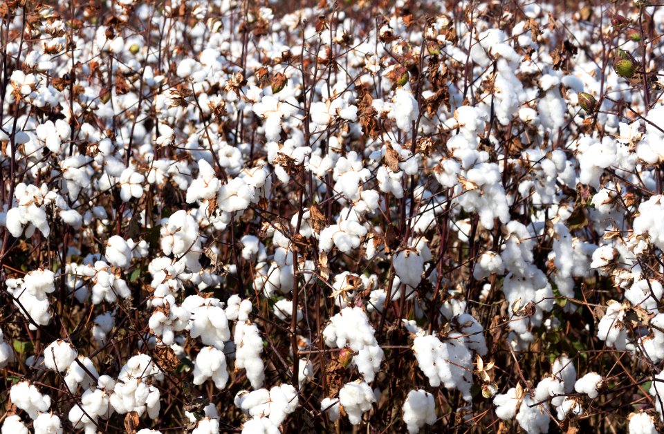 Cotton field in rural Tunica County, Mississippi. Original image from Carol M. Highsmith’s America, Library of Congress collection.