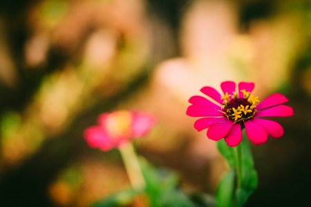 Selective Focus Photography Of Pink Petaled Flower During Daytime photo