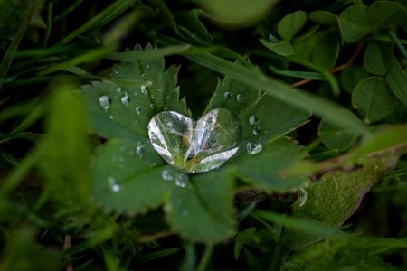 Green Leaf Plant