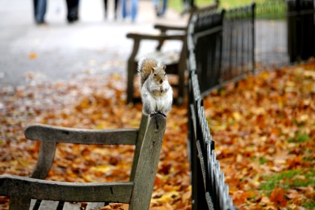 Squirrel On Bench In Autumn