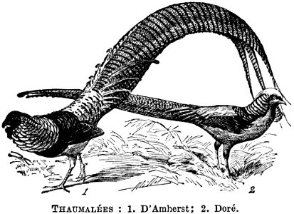 Vertebrate Organism Beak Mammal
