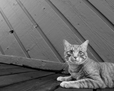 Domestic Cat On Wooden Walk photo