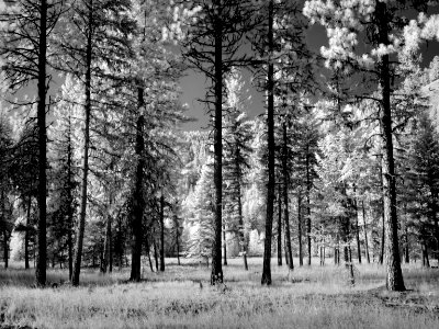 Infrared view of a forest of trees in Montana. Original image from Carol M. Highsmith's America, Library of Congress collection.