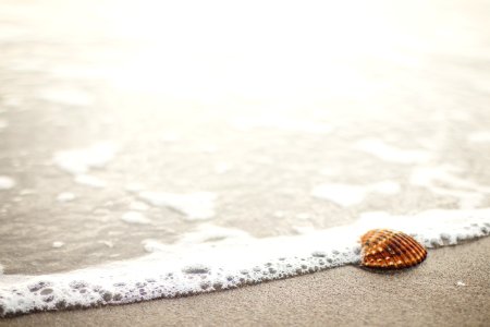 Seashell On Beach photo