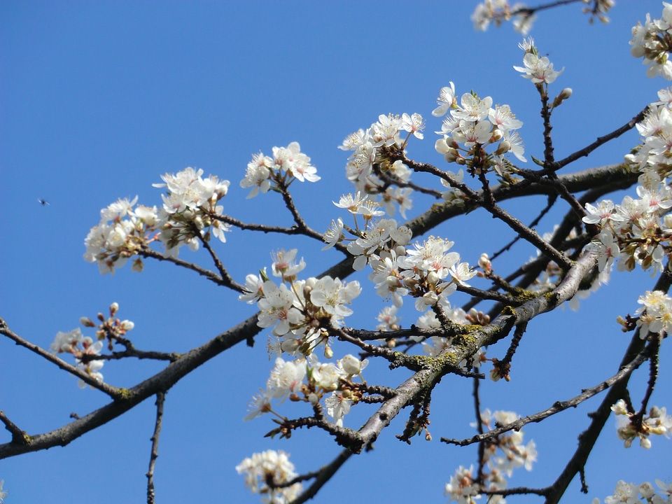 White yellow plums fruit